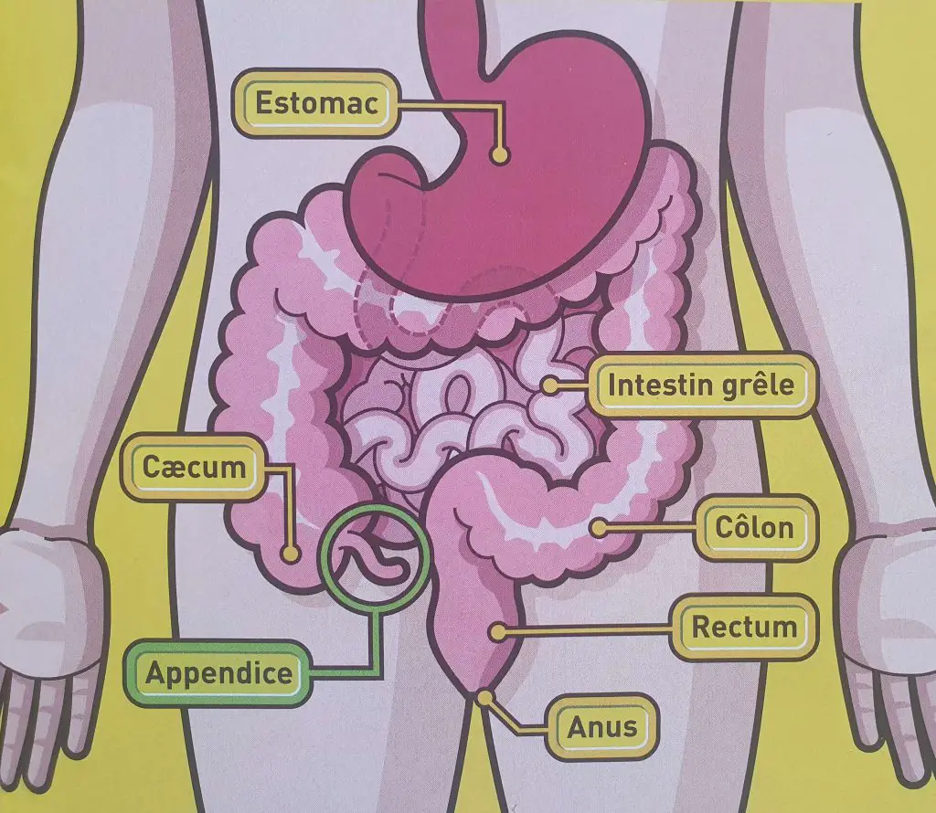 Où se trouve l'appendice ? Quel est le rôle de l'appendice dans le systeme digestif