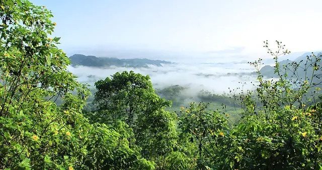 Forêt humide d'Amazonie
Les plantes transpirent-elles ?