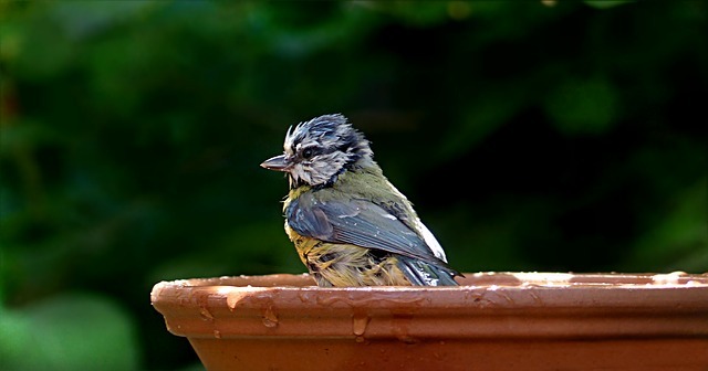 Un oiseau prenant un bain dans une fontaine. il ne transpire pas