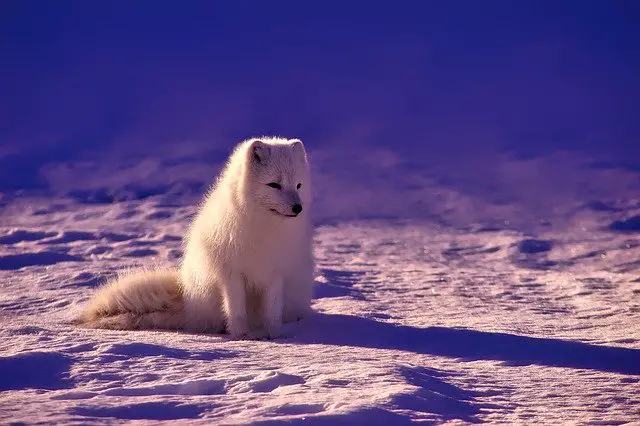 Le renard polaire sur la neige. Le renard polaire glapit