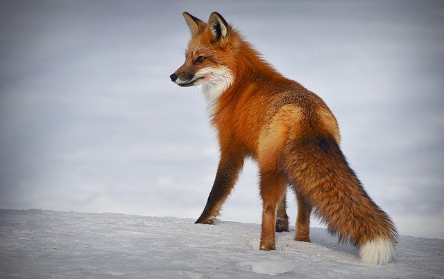 Le renard roux dans la neige. Un animal qui jappe
