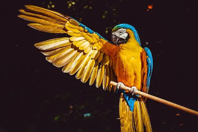 Le perroquet et les couleurs vivent de son plumage