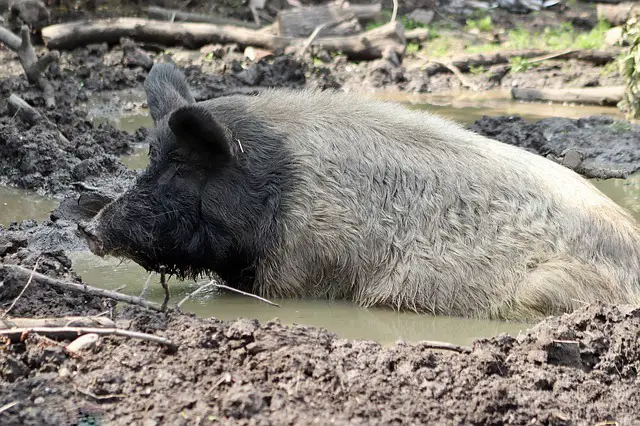 Un cochon prend un bain de boue pour se rafraichir, car il ne transpire pas