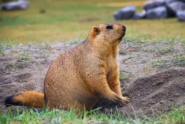 Une marmotte qui creuse le sol pour trouver à manger. La marmotte est un animal qui siffle 