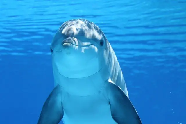 Un dauphin dans l'océan. Le dauphin est un animal qui siffle 