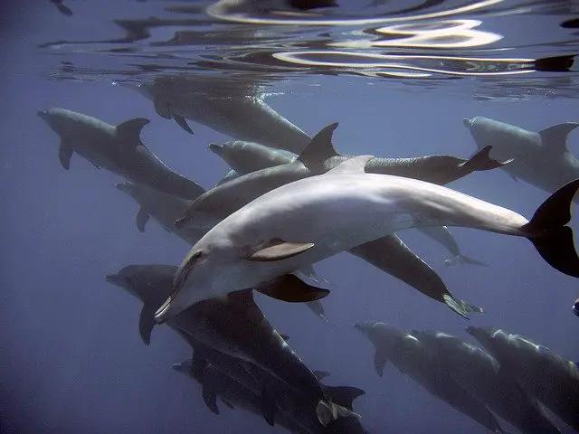 Groupe de dauphins. Description du dauphin
