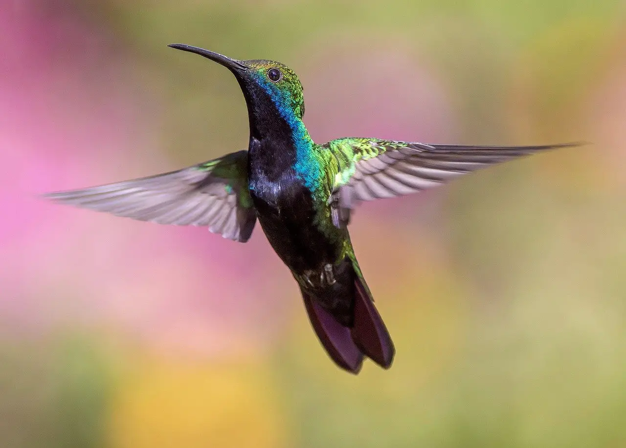 Description du colibri et de son cri