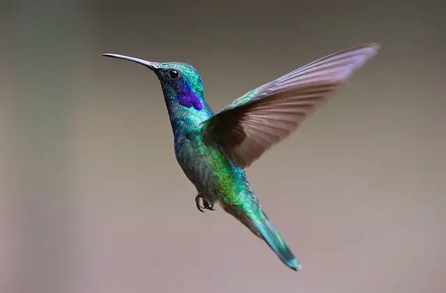 Colibri en vol. Description du colibri et de son cri