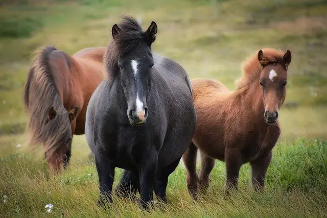 Des chevaux dans une prairie. C'est un animal qui hennit