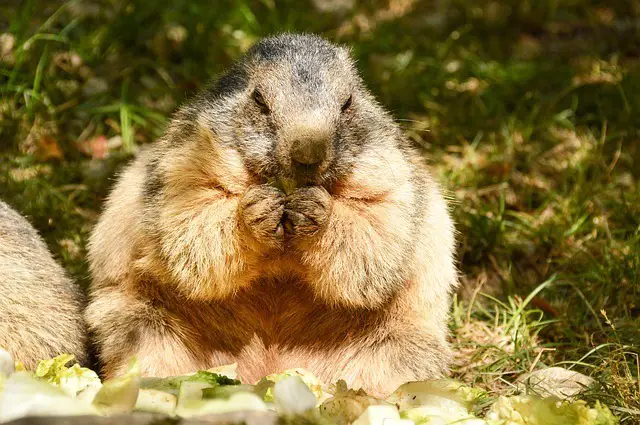 Une marmotte faisant ses réserves de graisses pour hiberner. Description de la marmotte