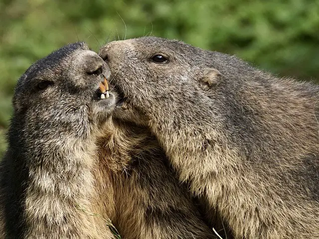Marmotte mâle et marmotte femelle. Description de la marmotte