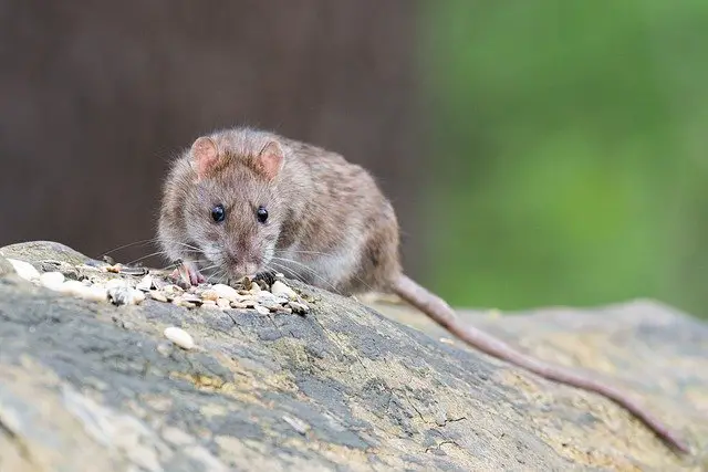 Rat brun mangeant des graines. Le rat couine