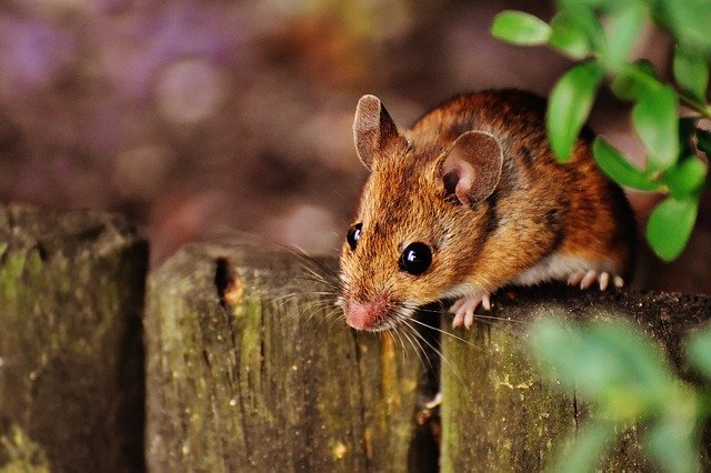 Description de la souris : Une souris à la recherche de nourriture