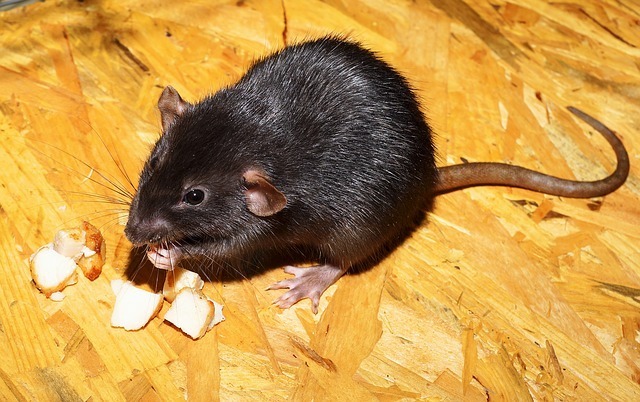 Quel animal chicote : le Rat noir