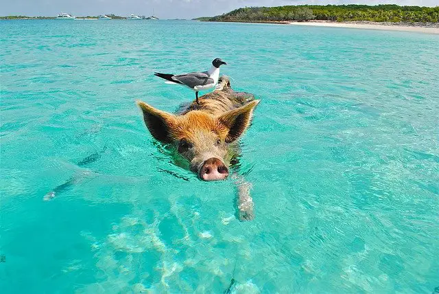 Le cochon aime l'eau et nage très bien. Le cochon couine