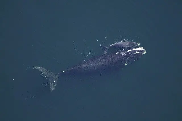 Description de la baleine : 
Une baleine et son baleineau