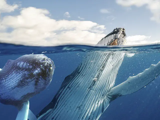 Description de la baleine : Baleine à bosse remontant à la surface