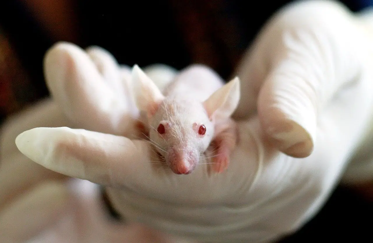 Pourquoi utilise-t-on des souris dans les laboratoires ?