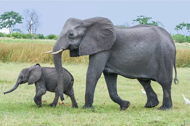 Quel animal barrit ?
Un femelle éléphant d'Afrique et son éléphanteau 