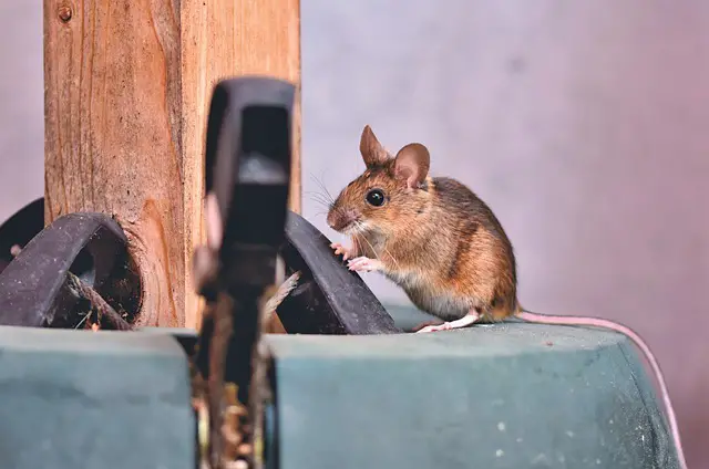 Pourquoi les souris mangent les câbles électriques ?
