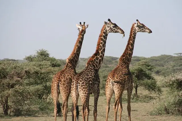Quel animal meugle ? Les girafes