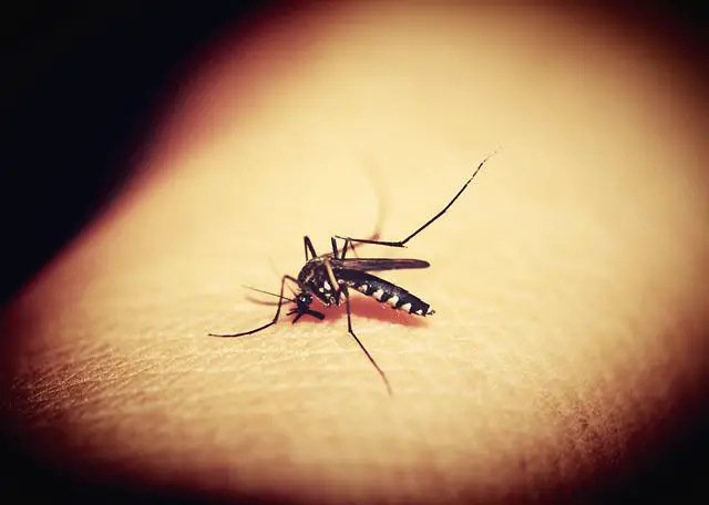 Les moustiques peuvent-ils transmettre le SIDA ?